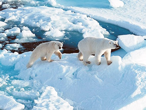 Экзотическое путешествие в Арктику