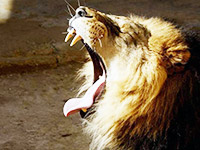 Традиционное сафари охота на львов