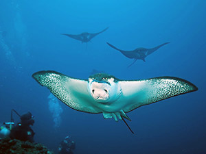 Дайвинг на Галапагосах