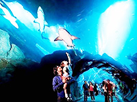 Что показать ребёнку в Дубае